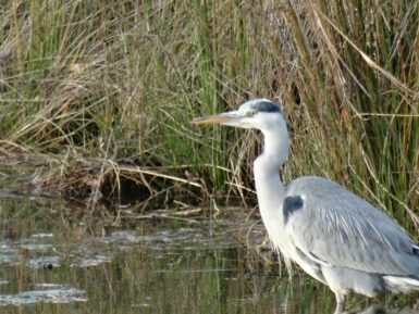 a white bird standing in a body of water